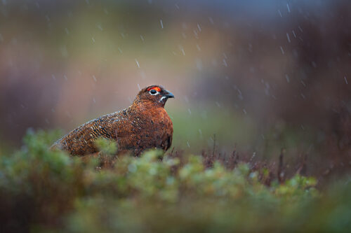 Red Grouse in heavy rain. A bedraggled looking male red grouse in falling rain, Derbyshire, Peak District National Park. This particular bird has a real personality and is such a poser that I decided to nickname him Famous. This image was taken during my long term red grouse project where I spent several months photographing red grouse as they warmed up to the breeding season. Grouse are often very flighty and nervous, but after  spending so much time with the same birds some of the grouse got so used to my presence they ignored me and got on with their day allowing me to capture much more natural behaviour and a range of unusual images.