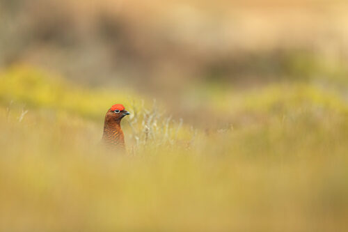 Moorbird. Male Red Grouse, with raised eyebrow wattles in moorland habitat. Derbyshire, Peak District National Park. This image was taken as part of an ongoing long term red grouse project. Grouse are often very flighty and nervous, but after spending so much time with the same birds, many of the grouse have become so relaxed that I am able to capture more natural behaviours and a range of unusual images.