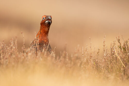 Red Grouse Calling, Derbyshire, Peak District National Park. This image was taken with a 16-35mm wide angle lens to show the grouse in his snowy habitat. This image was taken as part of an ongoing long term red grouse project. Grouse are often very flighty and nervous, but after spending so much time with the same birds, many of the grouse have become so relaxed that I am able to capture more natural behaviours and a range of unusual images.