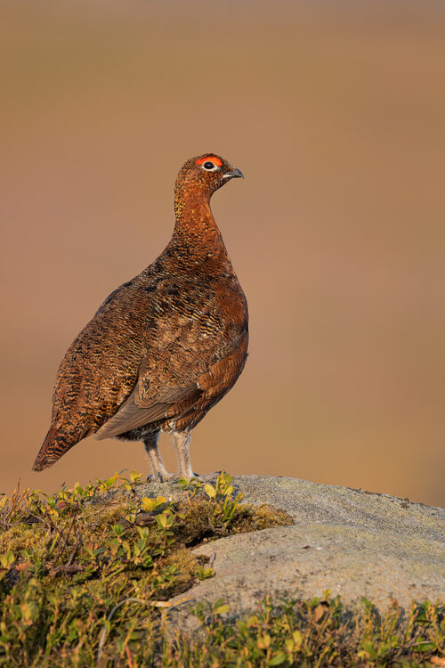 Posing Red Grouse, Derbyshire, Peak District National Park. This image was taken as part of an ongoing long term red grouse project. Grouse are often very flighty and nervous, but after spending so much time with the same birds, many of the grouse have become so relaxed that I am able to capture more natural behaviours and a range of unusual images.