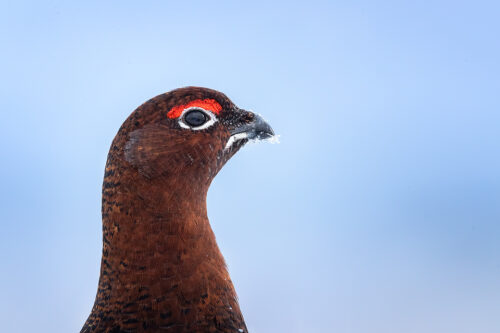 Frosty Red Grouse. Close up portrait of a male red grouse with a frost covered beak, Derbyshire, Peak District National Park. This image was taken as part of an ongoing long term red grouse project. Grouse are often very flighty and nervous, but after spending so much time with the same birds, many of the grouse have become so relaxed that I am able to capture more natural behaviours and a range of unusual images.