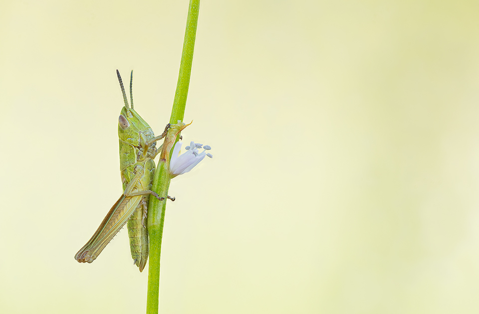 grasshopper on a grass stem. Tyrol, Austria. Taken during a fantastic week in the Austrian Alps photographing the amazing range of plants and insects in the Alpine meadows. I won the trip as part of my award in the British Wildlife Photography Awards a while back and the tour focused primarily on macro photography. 