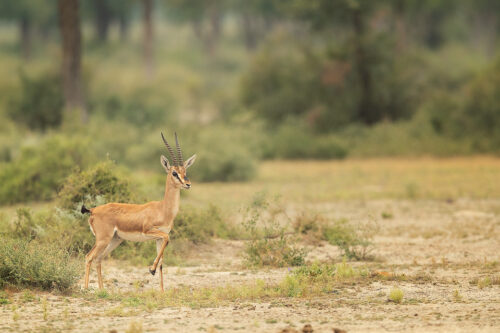 Chinkara Habitat. Indian Gazelle in desert scrub habitat breaking into a run. Tal Chhappar, Rajasthan, India.