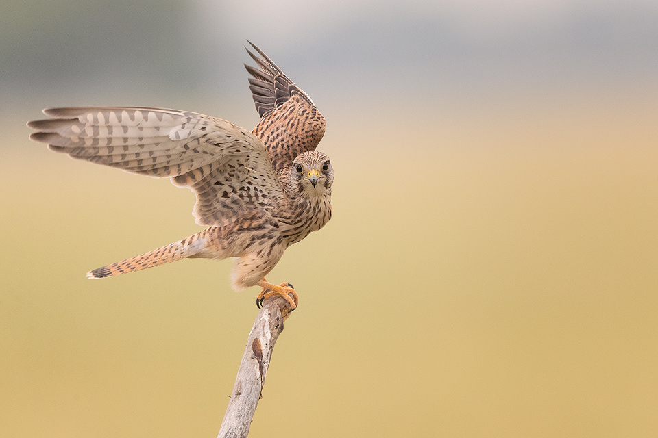 Eurasian Kestrel taking off from a weathered post in the grasslands of Tal Chhapar, Rajasthan, India.