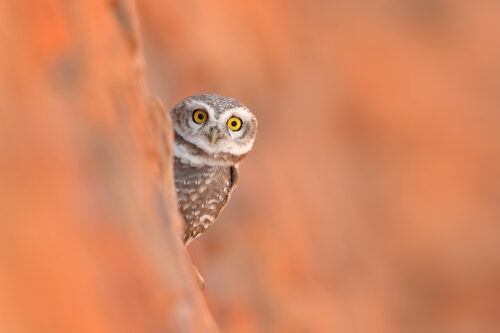 Spotted owlet, peering up from its nest cavity in an old disused well. Rajasthan, India.