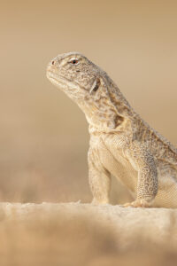 Spiny-tailed lizard