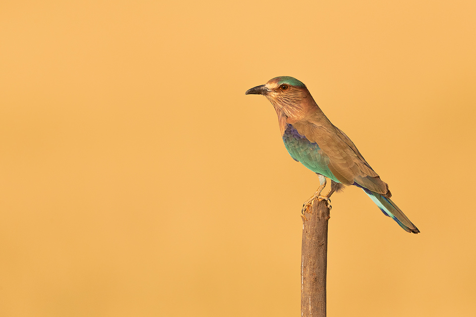 An Indian roller poses on a perch as it hunts for locusts in the surrounding grassland. Tal Chhapar, Rajasthan, India.