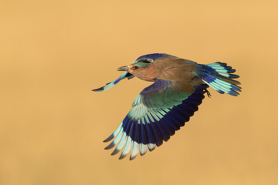 An Indian roller photographed mid flight hunting for locusts in the grasslands of Tal Chhapar, Rajasthan, India.