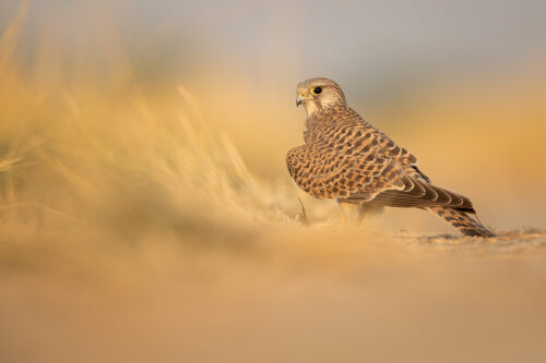 Portrait of Common Kestrel in warm early morning light in the grasslands of Tal Chhapar, Rajasthan, India.