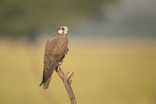 Juvenile Laggar Falcon perched on a weathered post in the grasslands of Tal Chhapar, Rajasthan, India.