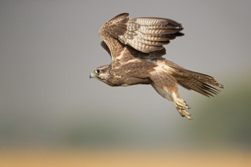 Laggar Falcon in Flight over the pristine grasslands of Tal Chhapar, Rajasthan, India.