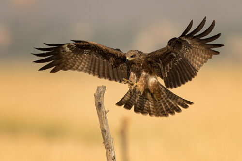 Black Kite coming in to land on a weathered post in the grasslands of Tal Chhappar, Rajasthan, India.