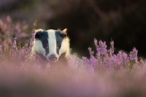 Adult badger in flowering purple heather at sunset. Derbyshire, Peak District National Park.