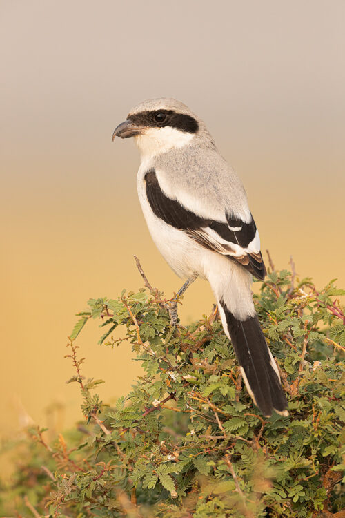 Great grey shrike perched on a thorny bush in the grasslands of Tal Chhapar, Rajasthan, India.