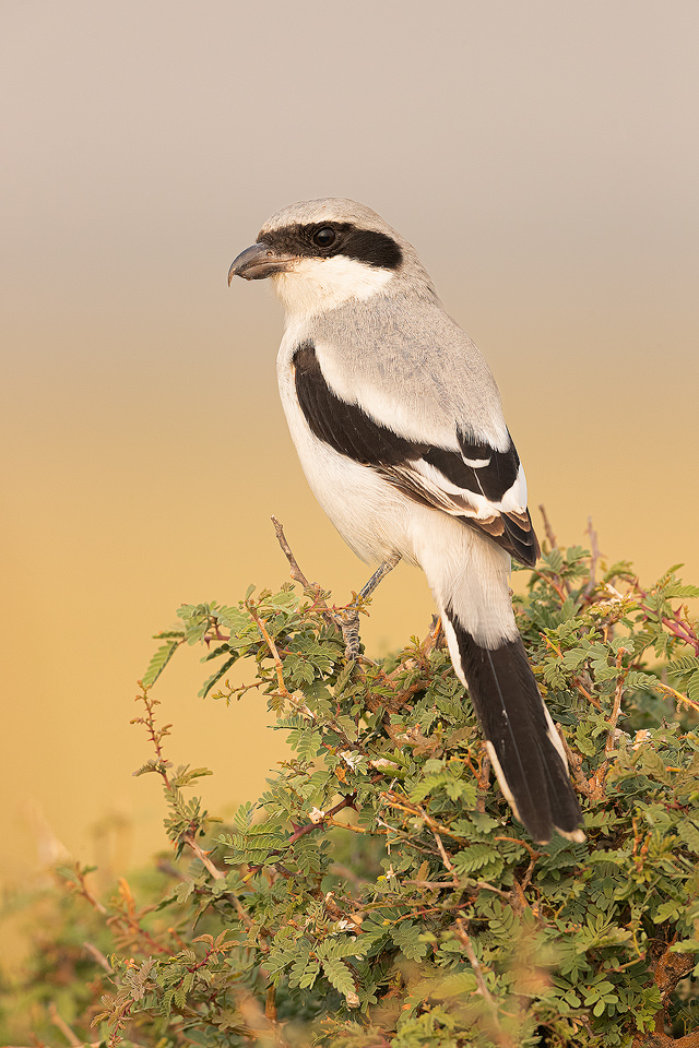 Great grey shrike perched on a thorny bush in the grasslands of Tal Chhapar, Rajasthan, India.