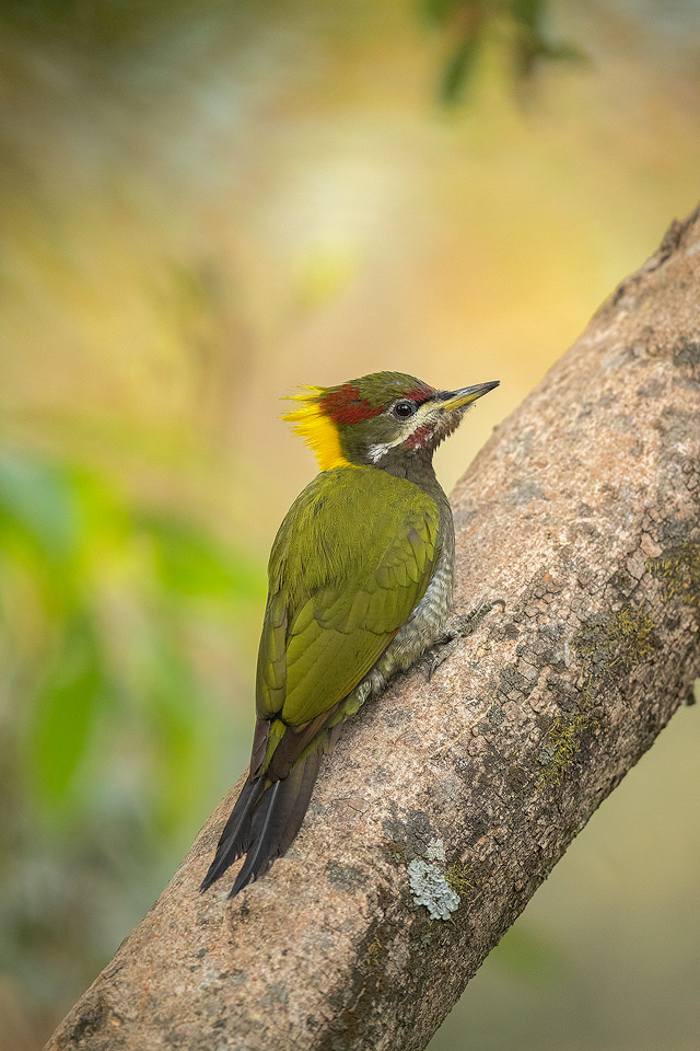 Adult male lesser yellownape woodpecker. Himalayan foothills, Uttrakhand, India.