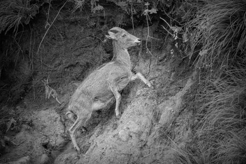 Nilgiri Tahr climbing an exposed mountain cliff face, Anamudi Peak, Eravikulam National Park, India. Anamudi is the the highest peak in south India, standing at a height of 2695m. 