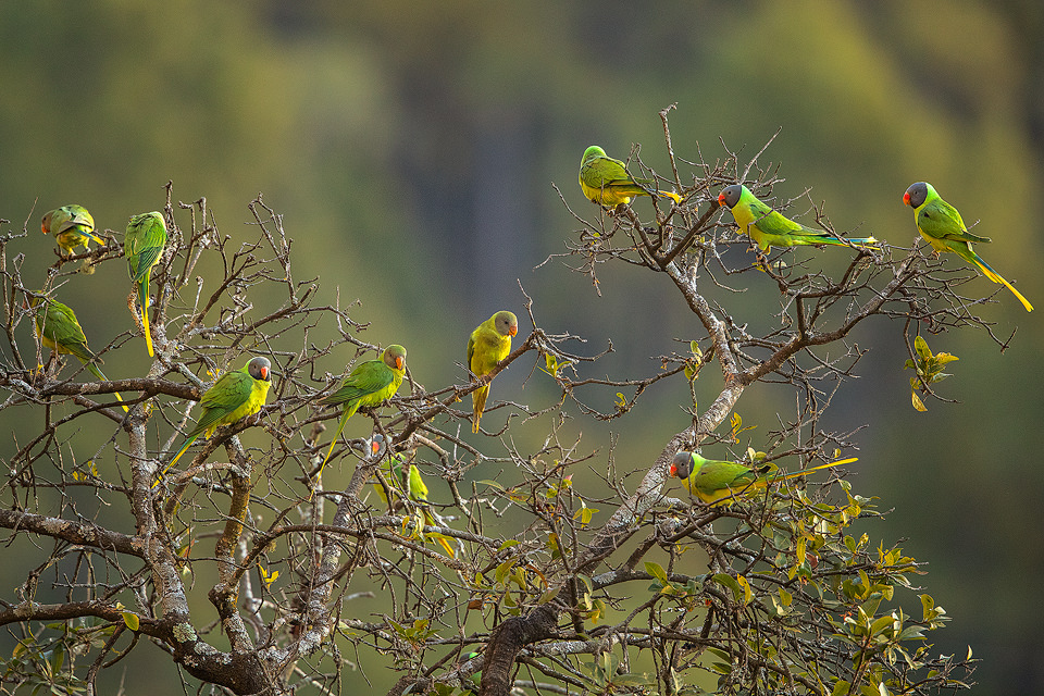 A large group of Slaty-headed Parakeets at the top of a tree. Himalayan foothills, Nainital, Uttarakhand, India. 