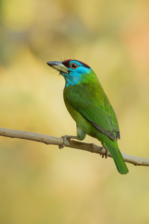 Blue-throated barbet portrait, showing powerful 'barbed' beak. Himalayan foothills, Nainital, Uttarakhand, India. 