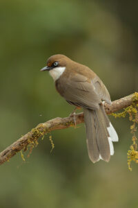 White-throated laughingthrush stretching tail feathers and showing bright blue eye on a mossy some perch. Himalayan foothills, Nainital, Uttrakhand, India.