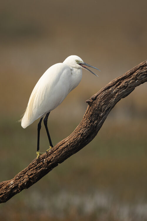 Little Egret panting in the warm morning sunshine. Bharatpur Bird sanctuary (Keoladeo National Park) Rajasthan, India.