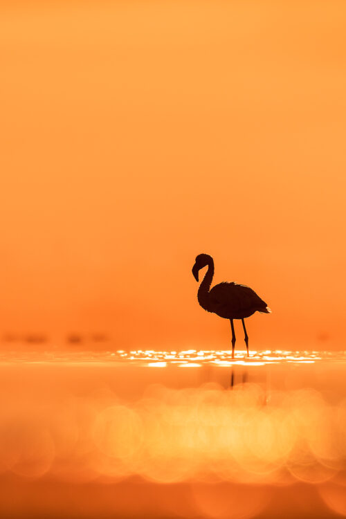 Lesser Flamingo Sunrise. Lesser flamingo silhouetted against a vibrant early morning sky, Little Rann of Kutchh, Gujarat, India.