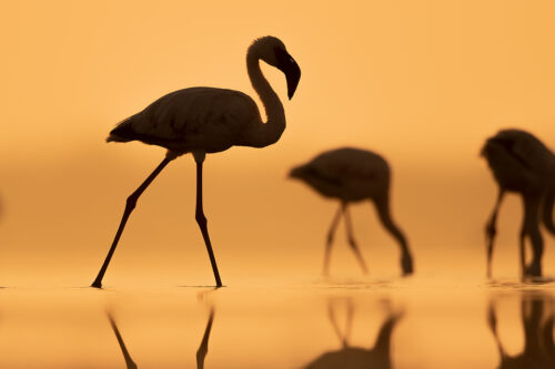 Lesser Flamingo Silhouette. Lesser flamingos silhouetted against a golden early morning sky. Little Rann of Kutchh, Gujarat, India.