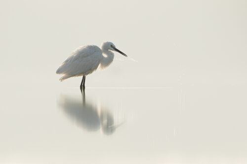 Little Egret reflected in a shallow desert pool shaking water off its beak. Little Rann of Kutchh, Gujarat, India.