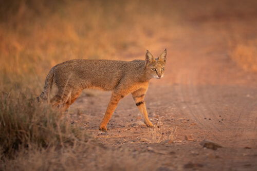 Jungle cat crosses the dusty track in beautiful evening light. Velavadar National Park, Gujarat, India. 