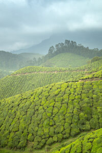 Fresh green tea hills of Munnar under a moody grey sky. Western Ghats, Kerala, South India. Western Ghats, Kerala, South India. Munnar, a mountainous region in the Western Ghats of Kerala is famous for having some of the most elevated tea plantations in the world.