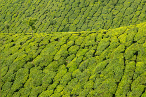 Fresh green tea Hills of Munnar. Western Ghats, Kerala, South India. Munnar, a mountainous region in the Western Ghats of Kerala is famous for having some of the most elevated tea plantations in the world.