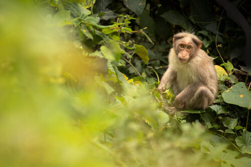 Bonnet macaque feeding on leaves and shoots in dense jungle. Western Ghats, Kerala, India.