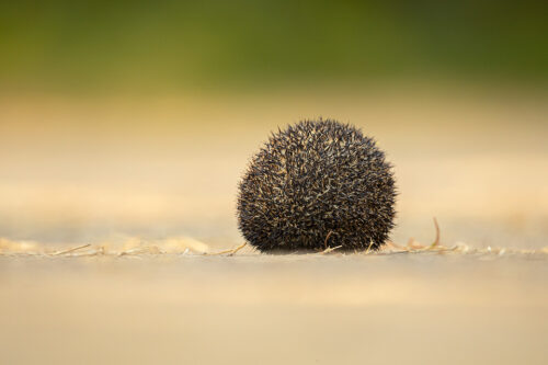 Defensive Indian long-eared hedgehog. Little Rann of Kutch, Gujarat, India. LRK is a unique habitat comprising of saline desert, thorny scrub, arid grasslands and wetlands.