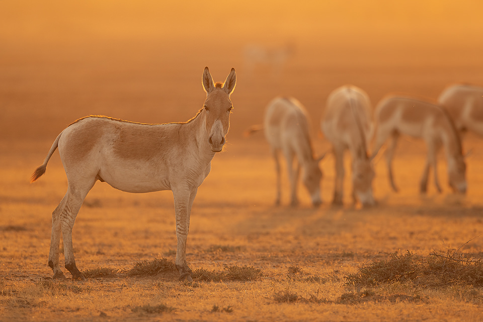 Indian Wild Ass grazing. A young stallion looks inquisitively towards the camera whilst a group of wild ass graze in the background. Little Rann of Kutch, Gujarat, India.