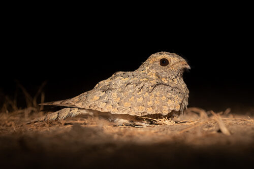 European Nightjar in desert scrubland. Little Rann of Kutchh, Gujarat, India.