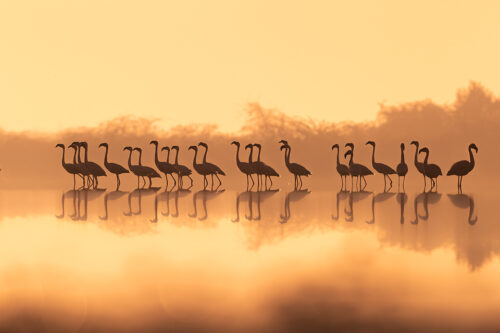 A flock of Lesser flamingos silhouetted against a golden early morning sky, Little Rann of Kutchh, Gujarat, India. The Little Rann of Kutch (LRK) is one of the largest breeding grounds for Lesser Flamingos in India. LRK is a unique habitat comprising of saline desert plains, thorny scrubland, arid grasslands, wetlands and marshes.