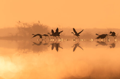 Lesser Flamingo Take Off. Lesser Flamingos taking off whilst silhouetted against the rising sun . Little Rann of Kutch, Gujarat, India.