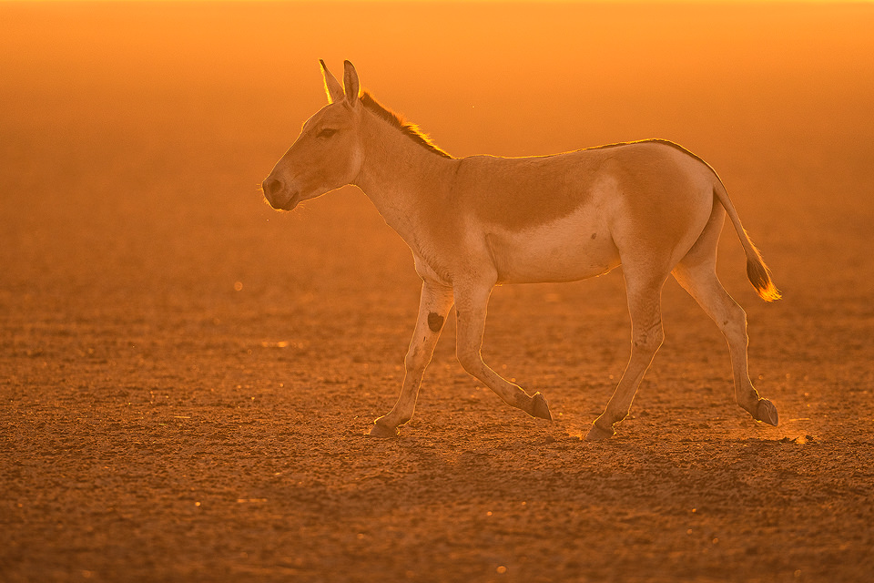 Male Indian wild ass running across the Desert Rann backlit by golden sunset light. Little Rann of Kutch, Gujarat, India.