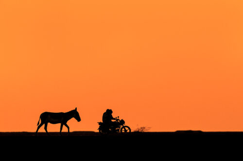 Indian Wild Ass Silhouette. A lone wild ass stallion silhouetted against the skyline as a bike passes by in the background. Little Rann of Kutch, Gujarat, India.