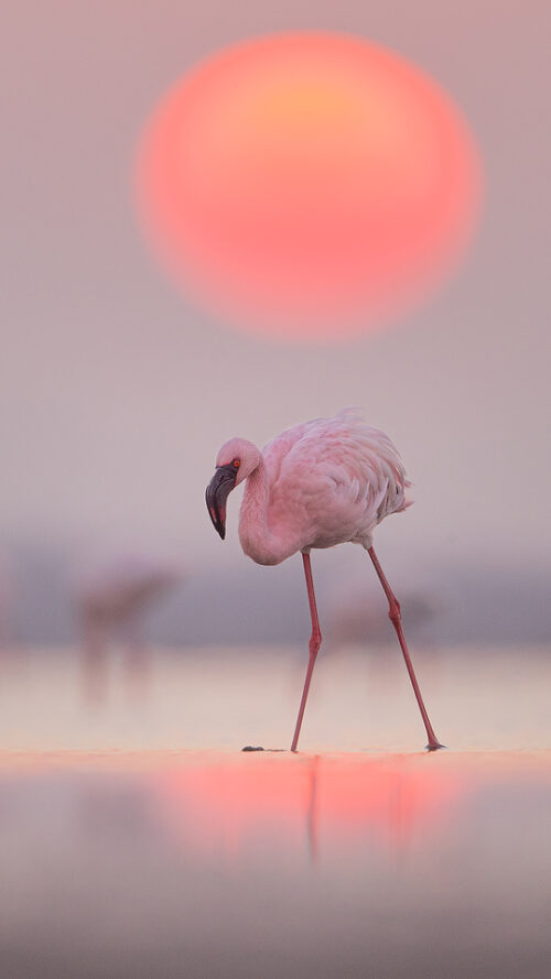 Lesser Flamingo Sunrise. Bright Pink Lesser Flamingo standing in front of the rising sun. Little Rann of Kutch, Gujarat, India.