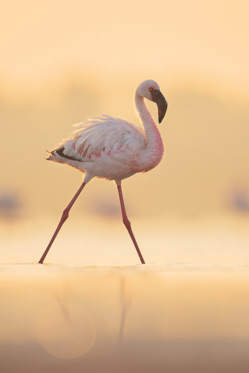 Backlit Lesser Flamingo. Lesser Flamingo backlit by soft early morning sunshine. Little Rann of Kutch, Gujarat, India.