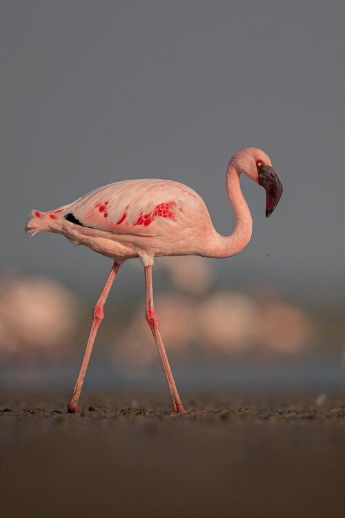 Lesser Flamingo Portrait. Bright pink lesser flamingo, Little Rann of Kutchh, Gujarat, India. The Little Rann of Kutch (LRK) is one of the largest breeding grounds for Lesser Flamingos in India. LRK is a unique habitat comprising of saline desert plains, thorny scrubland, arid grasslands, wetlands and marshes.