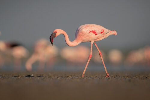 Pink Lesser Flamingo. Bright Pink Lesser Flamingo searching for algae in the mud flats surrounding a lake . Little Rann of Kutch, Gujarat, India.