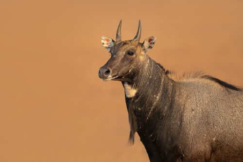 Blue bull Portrait. Close up portrait of an adult nilgai antelope (blue bull), Velavadar National Park, Gujarat, India. 