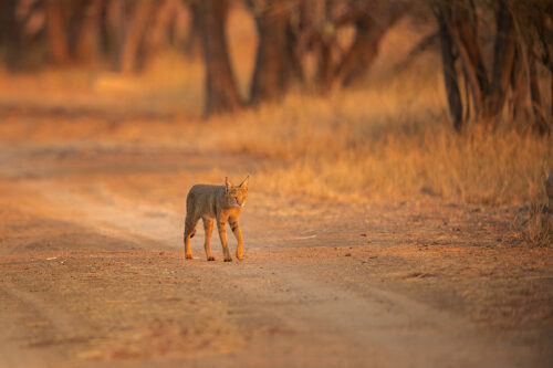 Jungle Cat habitat II. Jungle cat in grassland habitat illuminated by beautiful evening light. Velavadar National Park, Gujarat, India. 