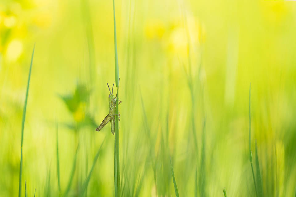 grasshopper on a grass stem. Tyrol, Austria. Taken during a fantastic week in the Austrian Alps photographing the amazing range of plants and insects in the Alpine meadows. I won the trip as part of my award in the British Wildlife Photography Awards a while back and the tour focused primarily on macro photography. 