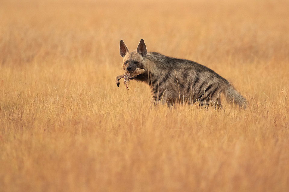 Striped Hyena with blackbuck leg. A female striped hyena with a scavenged blackbuck antelope leg. Blackbuck National Park, Gujarat, India.