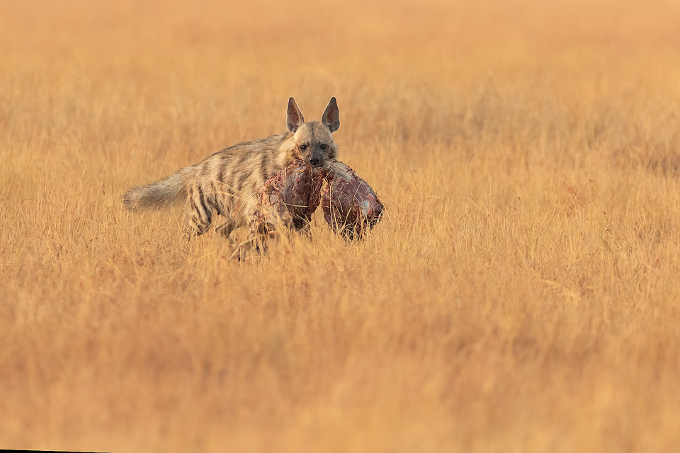 Striped Hyena with scavenged kill. A female striped hyena with a scavenged blackbuck antelope carcass. Blackbuck National Park, Gujarat, India.