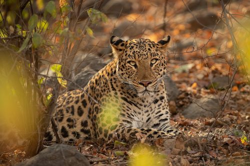 Ranthambore Leopard. A male leopard rests in the late afternoon sunshine. Ranthambore National Park, Rajasthan, India.