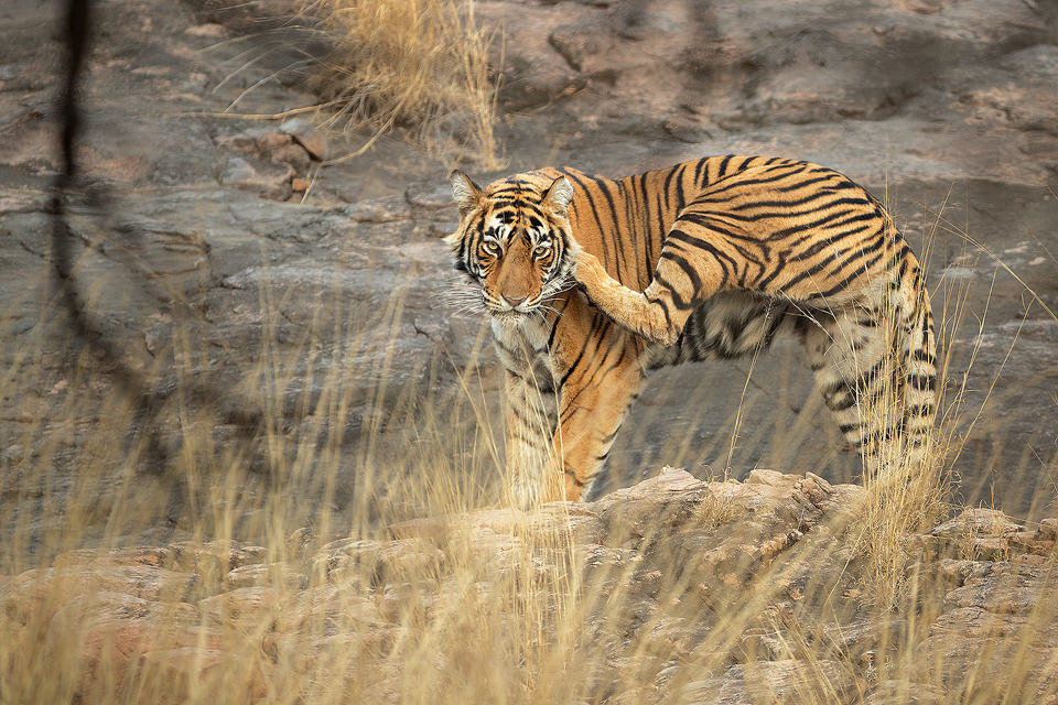 Scratching Tigress Ranthambore National Park - Francis J Taylor Photography